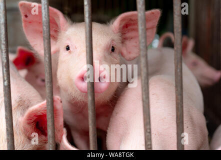 Süße Schweinchen auf dem Bauernhof. Glückliches und Gesundes kleines Schwein. Viehhaltung. Fleischindustrie. Tier Fleischmarkt. Afrikanischer Schweinepest und Schweinegrippe Konzept. Stockfoto