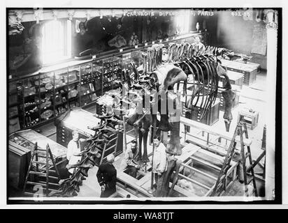 Carnegie Diplodocus, Paris Stockfoto