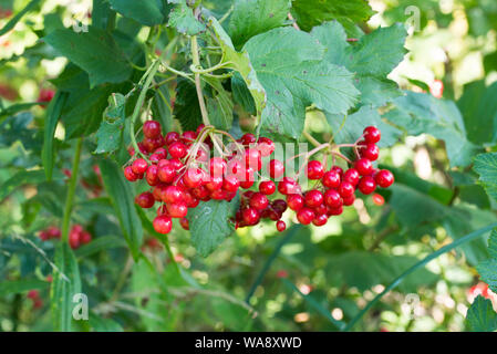 Viburnum opulus Gefüllte Schneeball - Rose oder Gefüllte Schneeball rote Beeren auf Zweig Stockfoto