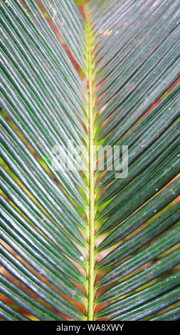 Dunkelgrün Palm Blätter Stockfoto