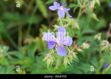 Geranium pratense, - Bill wiese Geranien Blau der Wiese Kran Blumen Stockfoto