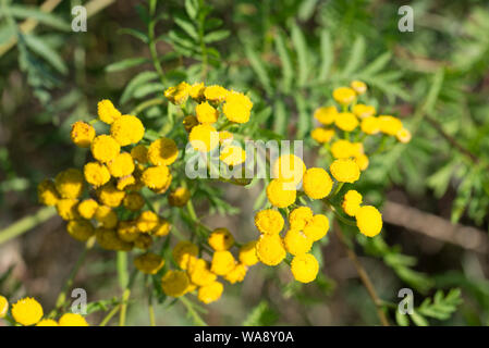 Rainfarn, Tanacetum vulgare gelbe Blüten Nahaufnahme Stockfoto