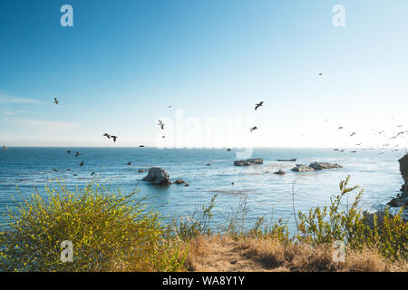 Pismo Beach Klippen und Scharen von Vögeln. Horizont über den Ozean. Kalifornischen Küste Stockfoto