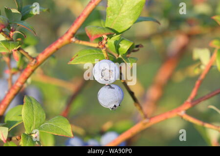 Blaubeeren Reifen auf der Bush. Strauch von Heidelbeeren. Beeren im Garten. In der Nähe von Bush, Blaubeere Vaccinium corymbosum. Stockfoto