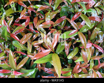 Textur von Red Leaf tropischen Pflanzen Stockfoto