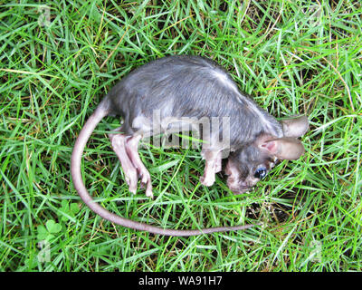 Schwarze Ratte Leiche auf dem Gras Stockfoto