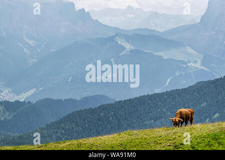 Eine einzige lange Horned cow Haarrissbildung Gras auf der Seite eines Alpine Mountain in Italien Stockfoto