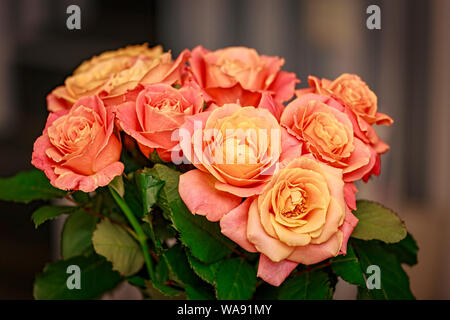 Rosen, Anordnung, Hochzeit, Bouquet, schöne, vbouquet Teleflora, Blume, ftd, Engagement, hell, Blumenstrauß, Hallo schöne Blumen, Hochzeit Stockfoto