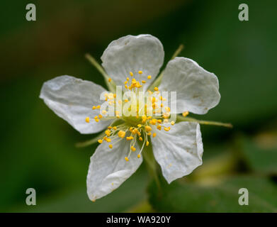 Immergrüne Rose Blume oder Rosa sempervirens geblüht Stockfoto