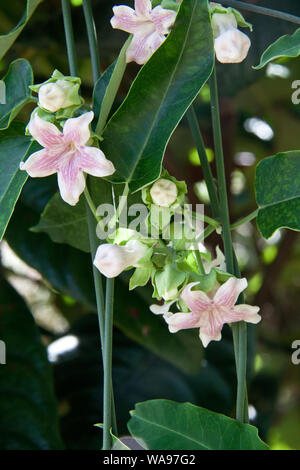 Obstbaumblüte, Violett und Weiß Stockfoto