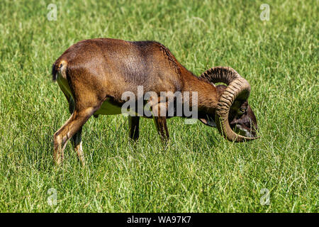 Europäische Mufflons, Ovis orientalis Musimon. Wildlife Tier. Stockfoto