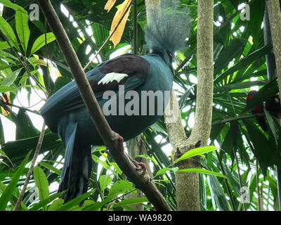 Western gekrönt Taube in einem Baum gehockt auf Bali Stockfoto