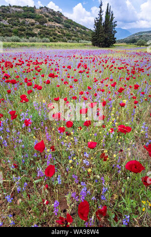 Mai in Arcadia, ein Aufstand der wilden Blumen in den Feldern, in der Nähe von Dimitsana, zentrale Peloponnes, Griechenland Stockfoto