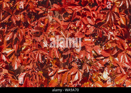 Natürliche bunten Herbst Hintergrund von wilden Trauben Blätter. Farben und die Textur von Herbst Stockfoto