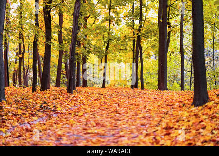 Alte Park im Herbst, Weg mit vielen Gefallenen Ahornblätter. Herbst, wandern, Stimmung, Nostalgie Stockfoto