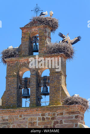 Weißstörche (Ciconia ciconia) brüten in einer Kirche Glockenturm, Tabara, Provinz Zamora, Castilla y Leon, Spanien. Stockfoto