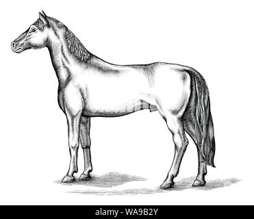 Antike Gravur Abbildung: Pferd Schwarz und Weiß Clipart auf weißem Hintergrund, Zeichnung Pferd Vintage Style Stock Vektor