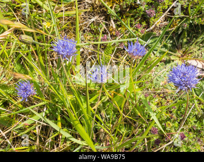 Schaf Bit (Jasione montana) wächst auf einer Klippe über dem Strand in Borth, Ceredigion, Wales. Juni 2019 Stockfoto