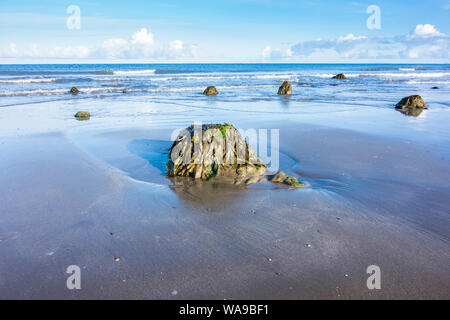 Alten Baumstümpfen durch den Sand hervorstehende auf ynyslas Strand, Ceredigion, Wales. Juni 2019 Stockfoto