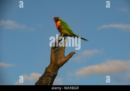 Ein Vogel auf der Hand. Eine australische Native Bird Die lorikeet an den Fingern einer Statue in Melbourne Australien sitzt gehockt. Stockfoto