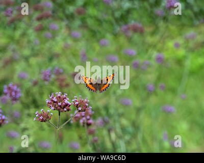 Kleiner Fuchs Schmetterling im Flug Fütterung auf eisenkraut Blumen im Garten Norfolk Stockfoto