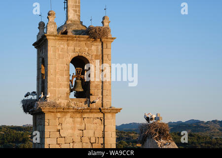 Weißstorch (Ciconia ciconia) Nester Rocamador Kirche. Valencia de Alcántara. In der Provinz Cáceres. Der Extremadura. Spanien. Stockfoto