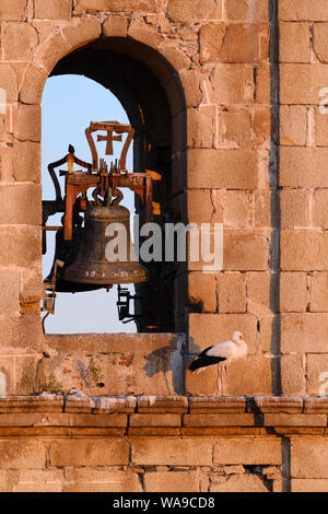 Weißstorch (Ciconia ciconia) auf den Glockenturm der Kirche Rocamador thront. Valencia de Alcántara. In der Provinz Cáceres. Der Extremadura. Spanien. Stockfoto