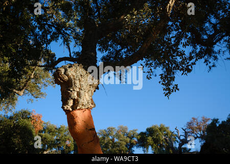 Gut gebildete Cork am Stamm eines reifen Korkeiche (Quercus uber). Der Extremadura. Spanien. Stockfoto