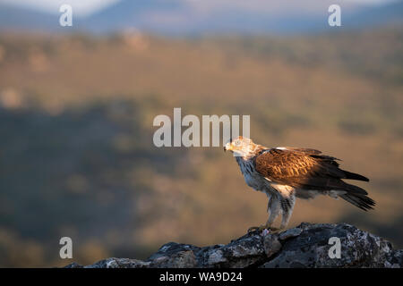 Bonelli's Eagle (Aquila fasciata) erwachsenen männlichen Fütterung auf Fels. Der Extremadura. Spanien. Stockfoto