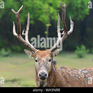 Die milu Rehe, auch als Pere David's Hirsche bekannt, um einen Teich an