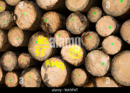 Stapel der geschnittene Bäume und Protokolle von Holz in einem Wald im Herbst in Bayern liegen, Deutschland Stockfoto