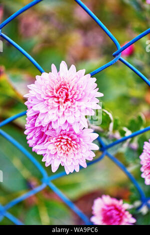 Blüte wächst durch Zaun. Schöne Blumen durch einen Zaun als Konzept für Freiheit und Hoffnung. Stockfoto