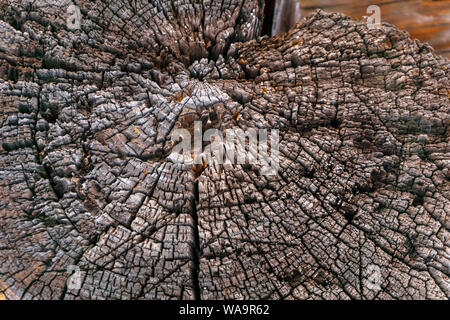 Hintergrund, Textur - Ende einer verwitterten Log in der Struktur einer alten Holzhütte Stockfoto