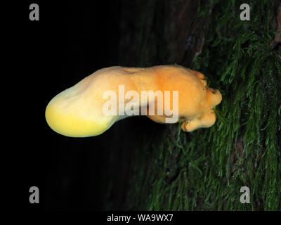 Sehr junge "Huhn von Pilz im Wald' - Laetiporus conifericola (im Staat Washington verwendet sogenannte Laetiporus sulfureus), USA Stockfoto