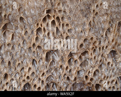 Makro Nahaufnahme von alten bolete Pilz Poren Stockfoto