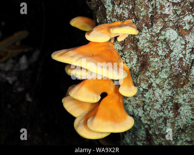 Frisches Huhn der Waldpilze - Laetiporus conifericola (früher Laetiporus sulfureus genannt) im Staat Washington, USA Stockfoto