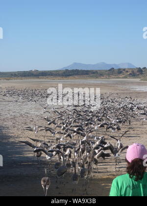 Rosa flamingo Hühner in Fuente de Piedra Malaga, Andalusien, Spanien, während der Datenerfassung für ein Klingeln im Naturschutzgebiet Stockfoto