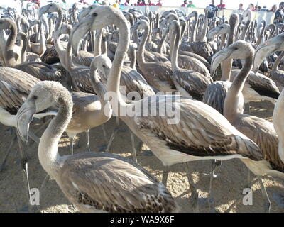 Rosa flamingo Hühner in Fuente de Piedra Malaga, Andalusien, Spanien, während der Datenerfassung für ein Klingeln im Naturschutzgebiet Stockfoto