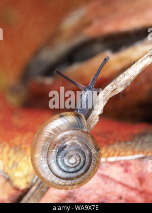 Kleine Schnecke, möglicherweise Ventridens-Spezies Stockfoto