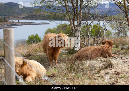 Highland Cattle auf Hügel mit Blick auf ein Loch in den schottischen Highlands im April Stockfoto