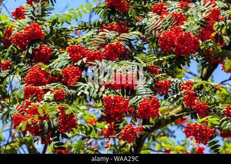 Rowan Red Beeren on Tree kündigen den kommenden Herbst an, Mountain-Ash Sorbus aucuparia Sorbus Beeren Stockfoto