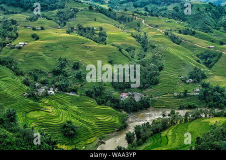 Reisfelder in Sapa, Vietnam angebaut. Reisfelder vor der Ernte am Nordwesten Vietnams. Stockfoto