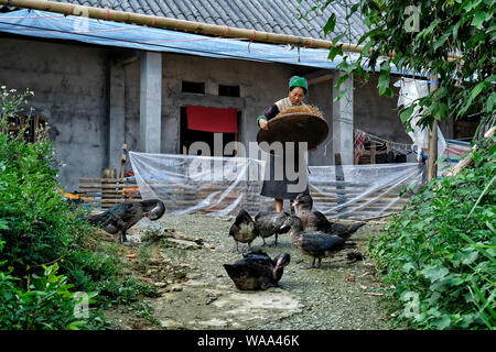 Bac Ha, Vietnam - 25. August: Frau Trocknung Mais am 25. August 2018 in Bac Ha, Vietnam. Stockfoto