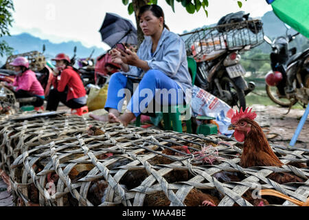 Bac Ha, Vietnam - 26. August: Nicht identifizierte Personen kaufen und verkaufen Hühner in Markt am Sonntag am 26. August 2018 in Bac Ha, Vietnam. Stockfoto