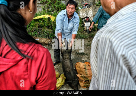 Bac Ha, Vietnam - 26. August 2018: Unbekannter Menschen kaufen und verkaufen Schweine am Markt am Sonntag am 26. August 2018 in Bac Ha, Vietnam. Stockfoto