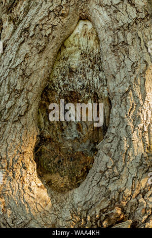 Großen Knoten im Stamm einer Eiche. Morgen in einem sonnigen Park, Wald. Baumrinde. Ein riesiges Loch. Stockfoto