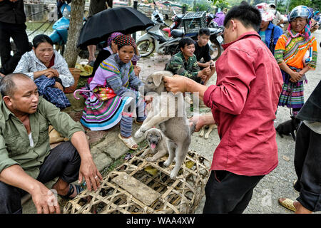 Bac Ha, Vietnam - 26. August 2018: Nicht identifizierte Personen Kauf und Verkauf von Hunden am Sonntag Markt am 26. August 2018 in Bac Ha, Vietnam. Stockfoto