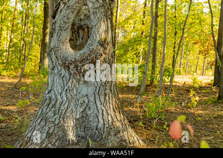 Großen Knoten im Stamm einer Eiche. Morgen in einem sonnigen Park, Wald. Baumrinde. Ein riesiges Loch. Stockfoto