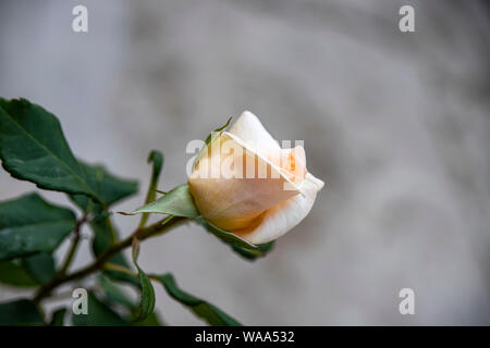 Creme rose bud Close-up auf eine unscharfe grauen Hintergrund. Kirgisistan Stockfoto