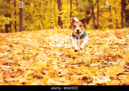 Verspielter Hund laufen und toben auf Rasen mit bunten gefallene Herbstlaub bedeckt Stockfoto